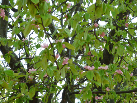 c0225153_3554774.gif