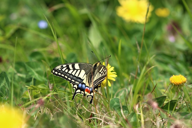 ＭＦ 昆虫館　（１）_d0266457_2362163.jpg