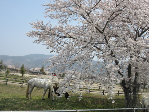 桜を追いかけて_e0325357_21262988.jpg