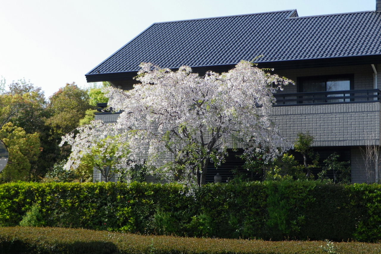 藤、石楠花、ユリオプスデイジー、紅花常磐万作、頬紅エニシダ、枝垂れ桜、白雪芥子、ティアレラヒューケラ_a0030958_011140.jpg