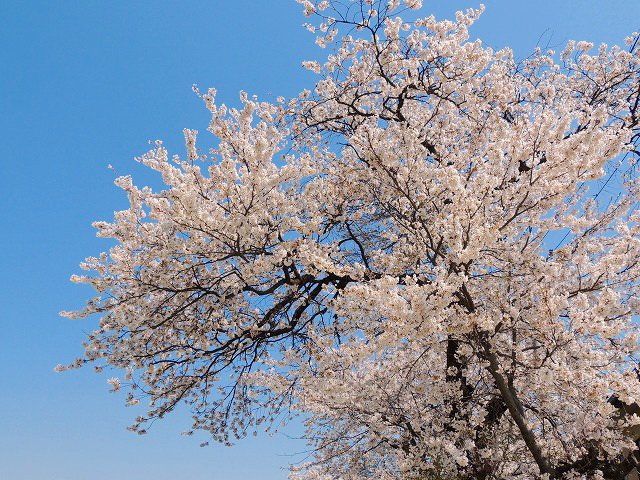 白石川沿いの桜～_d0041158_741254.jpg