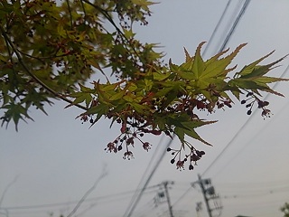 f0130259_15445347.jpg