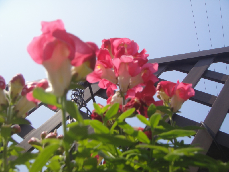 c0108460_20435824.jpg