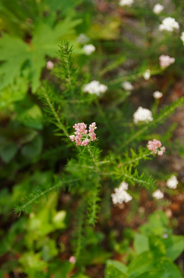 d0083761_2071398.jpg