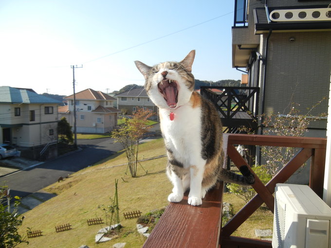 ’１４，４，１７（木）キコリの後はキッズ風『野原の散歩道』_f0060461_10454449.jpg