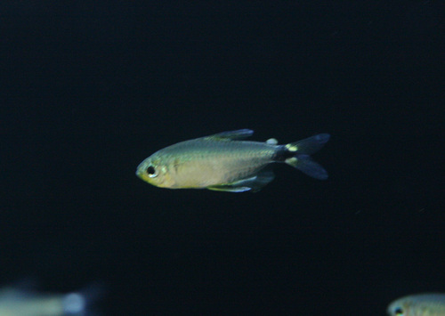 a0162263_18584390.jpg