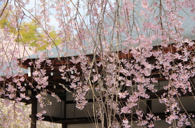 京桜　なのにあなたは京都へゆくの　嵐山編_b0055171_13572237.jpg
