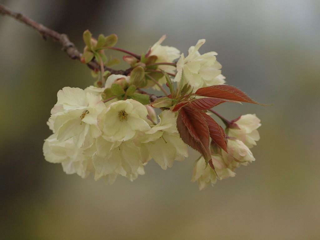 緑色の桜 鬱金と御衣黄 自然風の自然風だより 緑色の桜 鬱金と御衣黄 自然風の自然風だより