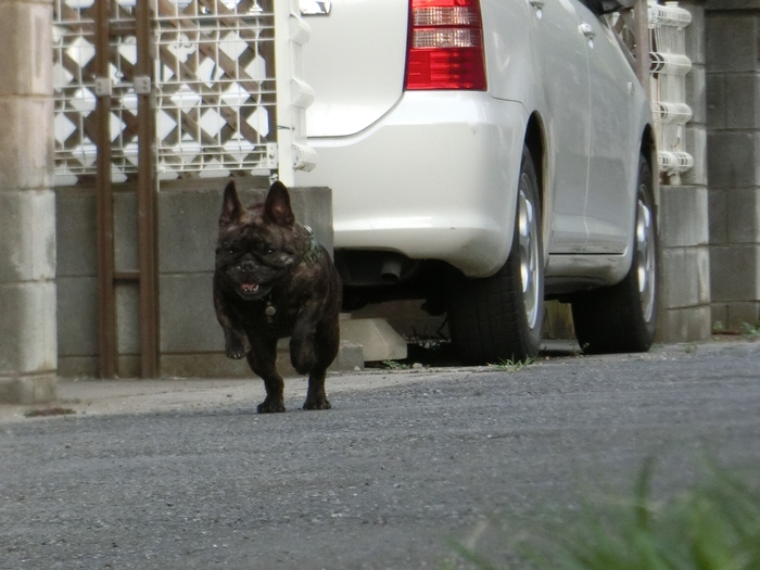 ４月１７日　とれ高不足を花でごまかす  ４．９８ｋｍ_e0199784_20735.jpg