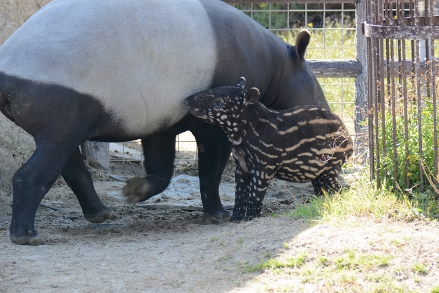 ２０１４年３月白浜パンダ見隊その２_a0052986_22255113.jpg