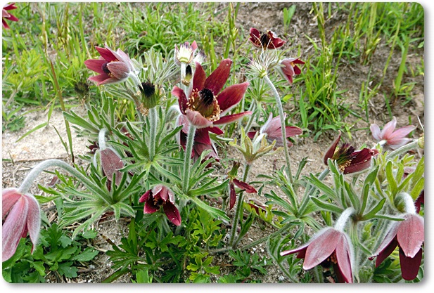 山野草 ヒトツバオキナグサ 四季の山野草図鑑／オキナグサ