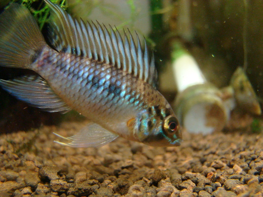 Apistogramma sp. Rio Caura ＃2_b0284188_1317888.jpg