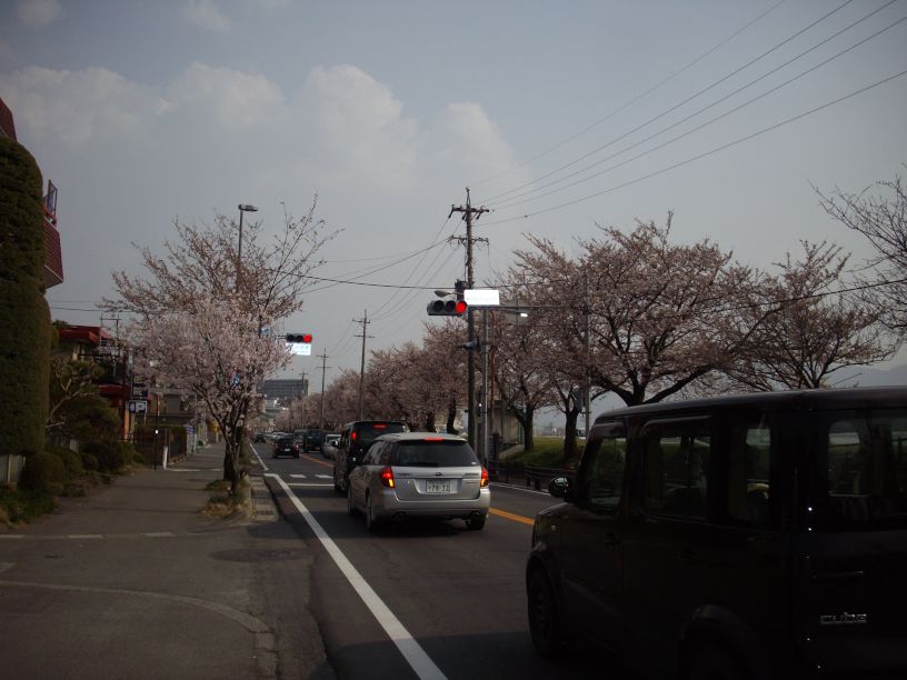 桜前線 只今 到着_b0329588_18435026.jpg