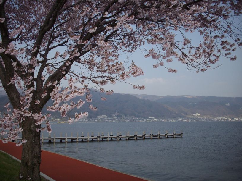 桜前線 只今 到着_b0329588_18445596.jpg