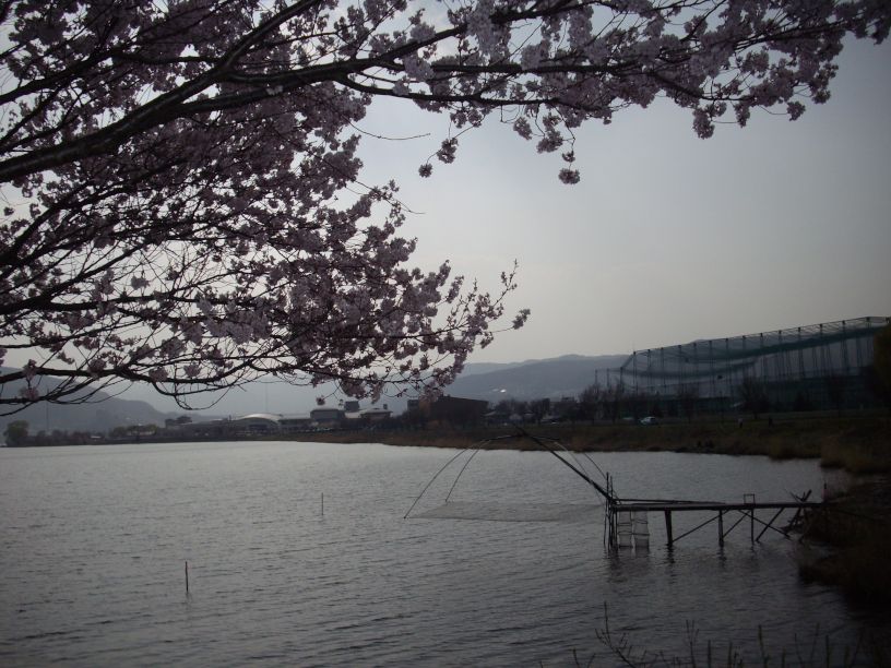 桜前線 只今 到着_b0329588_18451350.jpg
