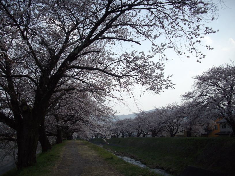 桜前線 只今 到着_b0329588_18452550.jpg