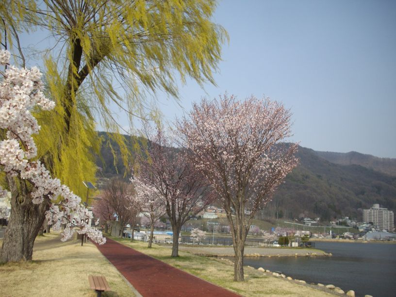 桜前線 只今 到着_b0329588_18555258.jpg