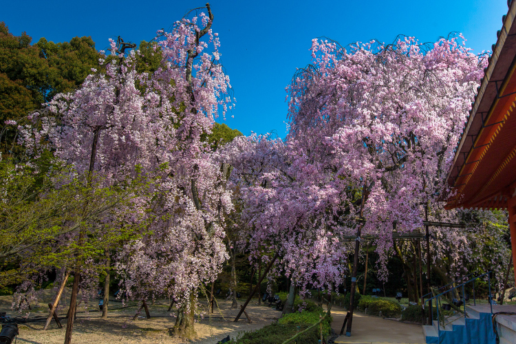 平安神宮_e0051888_1714775.jpg