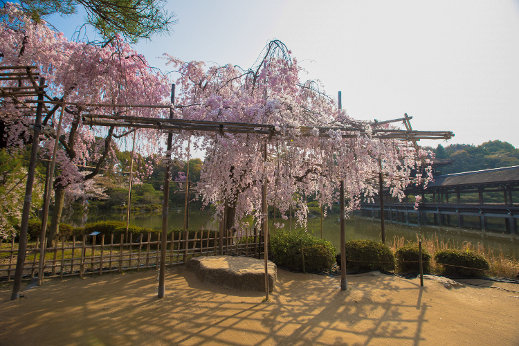 平安神宮_e0051888_175040.jpg