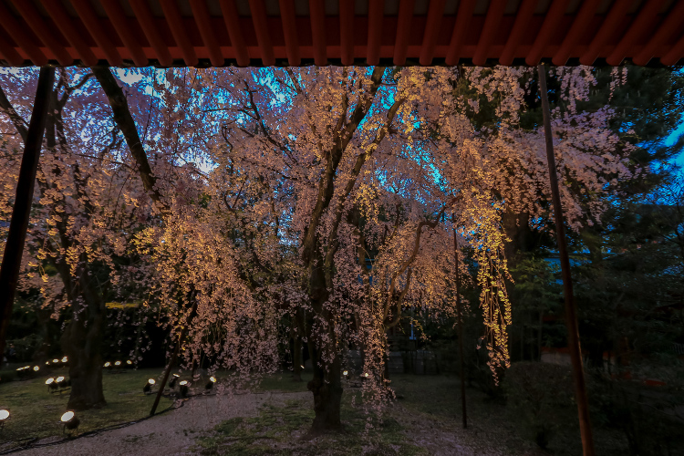 平安神宮_e0051888_21421743.jpg