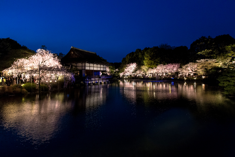 平安神宮_e0051888_21425841.jpg
