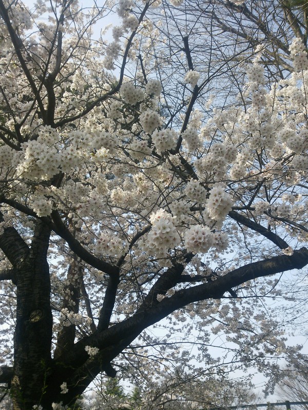 桜満開_b0297990_23151030.jpg