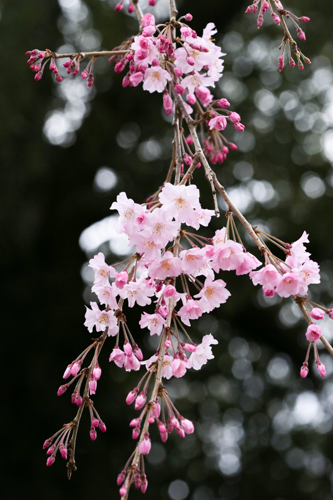 枝垂れ桜_c0252695_11405011.jpg