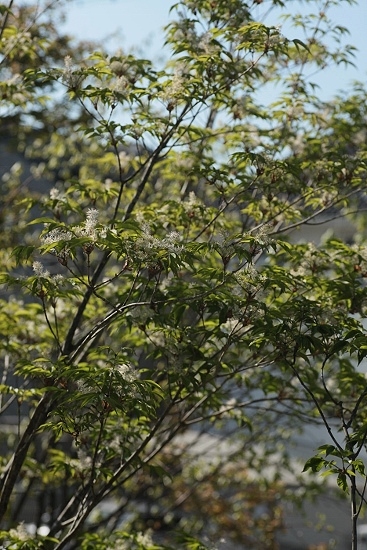 アオダモの花 ふたつの庭