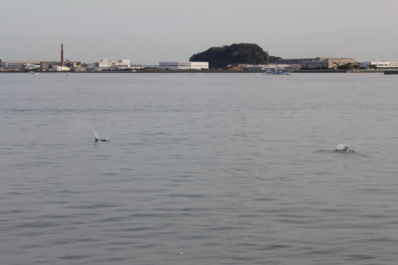 c0204298_1149113.jpg