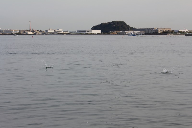 写真で綴る最近のできごと　5　【海の公園で貝拾い】_c0204298_1149113.jpg