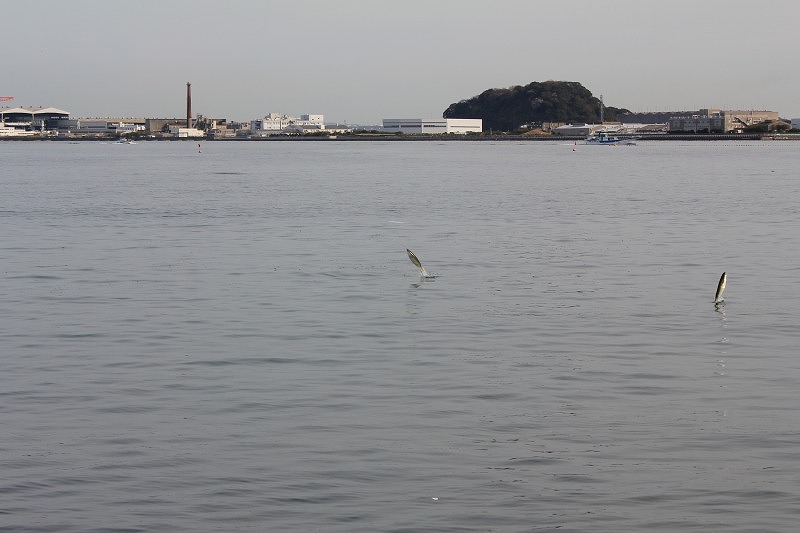 写真で綴る最近のできごと　5　【海の公園で貝拾い】_c0204298_11511881.jpg