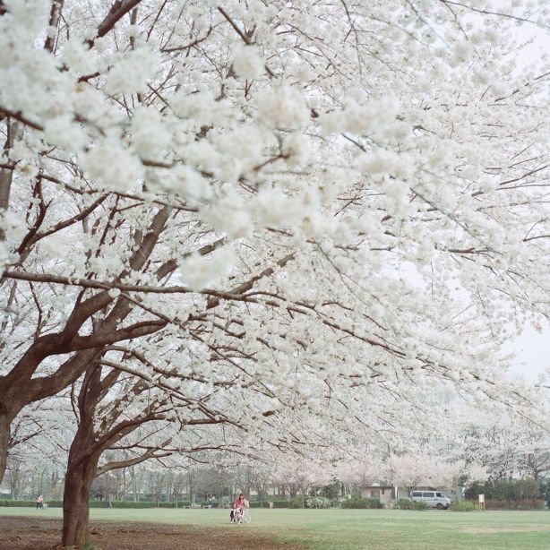 満開の桜_b0124900_17243178.jpg