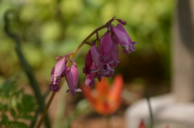 c0124100_11453170.jpg