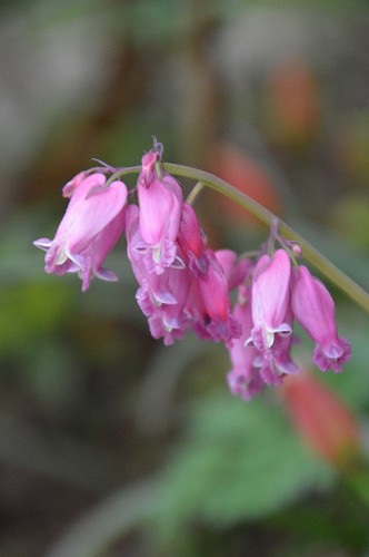 c0124100_11454940.jpg