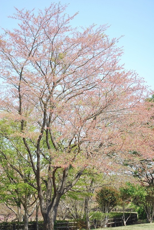 さくら・桜・サクラの花・・・_e0025300_1740252.jpg