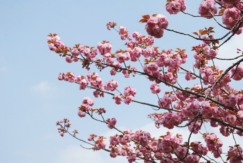 さくら・桜・サクラの花・・・_e0025300_17495765.jpg