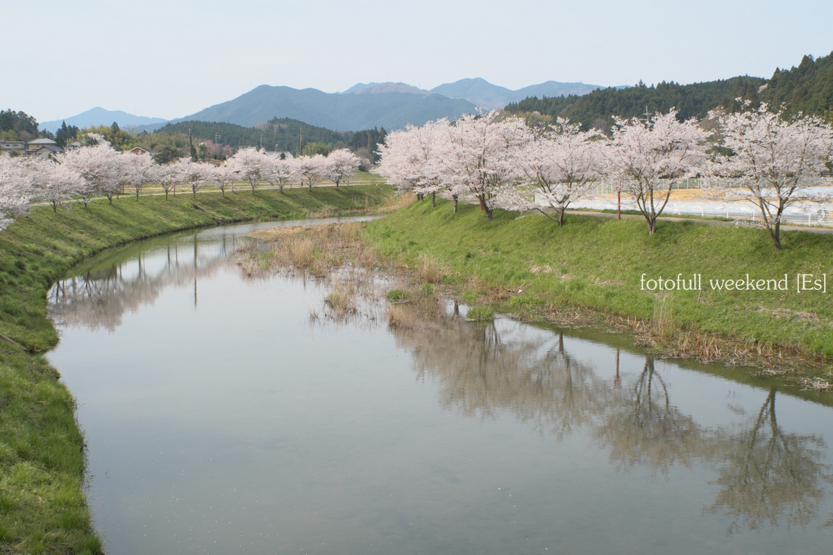 サクラ最終章 ～ 宇陀川沿いの桜並木 ②_b0138101_2273036.jpg