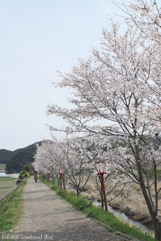 サクラ最終章 ～ 宇陀川沿いの桜並木 ②_b0138101_2281341.jpg