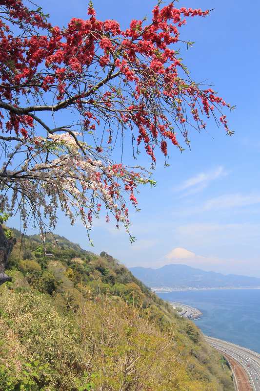 花桃の向うに～富士山！_a0188405_9364483.jpg