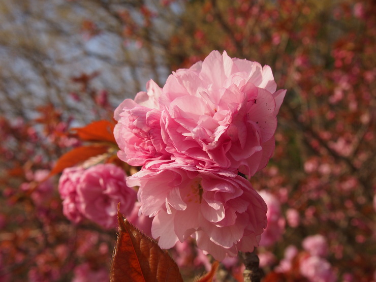 公園の八重桜_d0081210_1034158.jpg