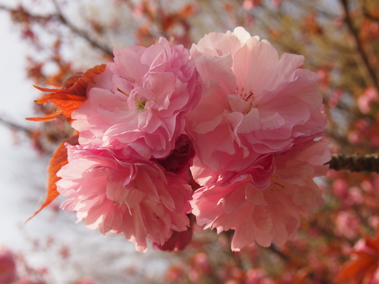 公園の八重桜_d0081210_1042957.jpg