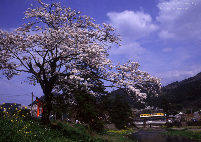 津和野の桜を_d0309612_21525616.jpg