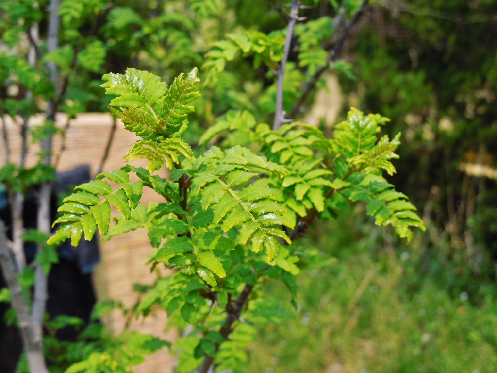 「山椒 Apr-2014」_a0120513_19122831.jpg