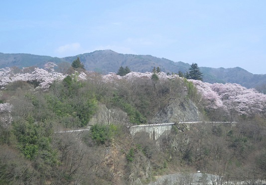 高遠小彼岸桜＠信州_c0192215_6125055.jpg