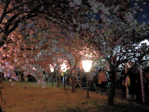 桜の通り抜け_c0247818_21082308.jpg