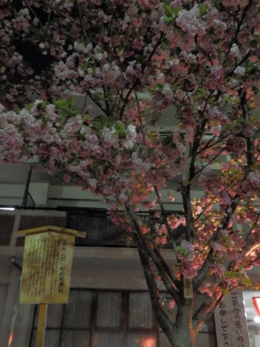 桜の通り抜け_c0247818_21115450.jpg