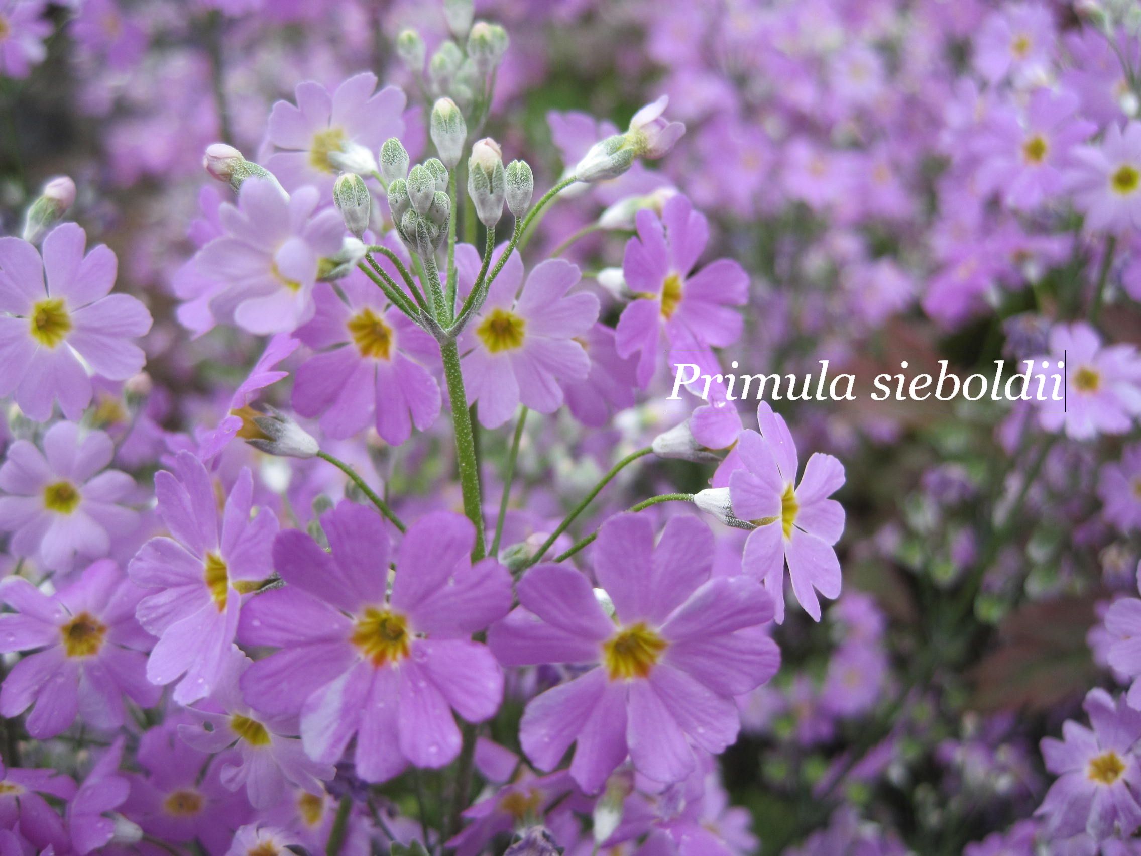 ～2014　花のこと　Ⅰ　（白野江植物公園）_b0203919_22211231.jpg