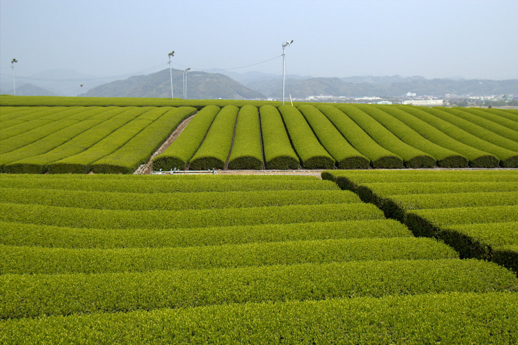 お茶の季節_d0072720_835541.jpg