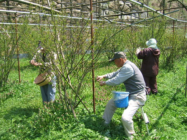 花山椒収穫_c0220321_14215091.jpg