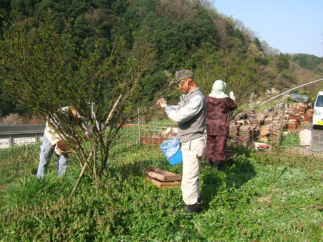 花山椒収穫_c0220321_14283837.jpg